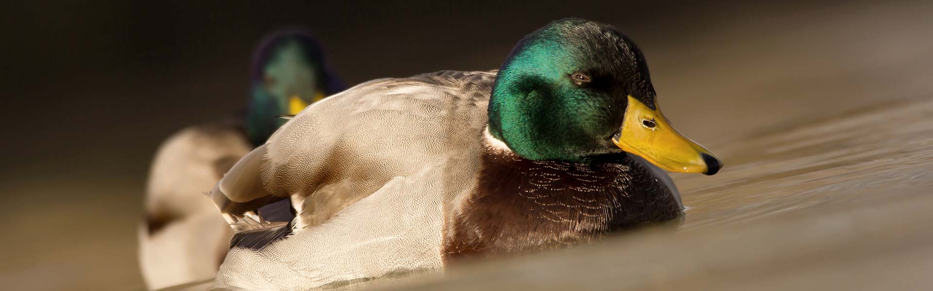 Guided Duck Hunts in Arkansas